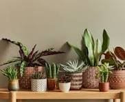 Nursery Image