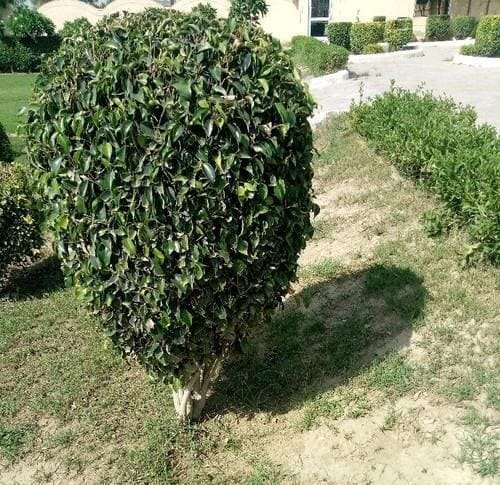 फाइकस ब्लैक पौधा