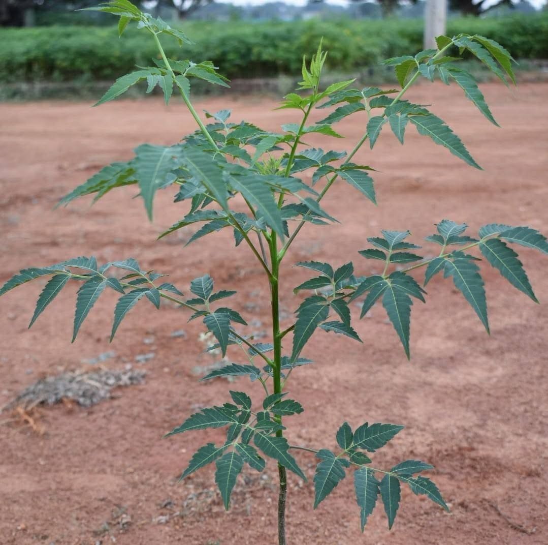 मनी प्लांट