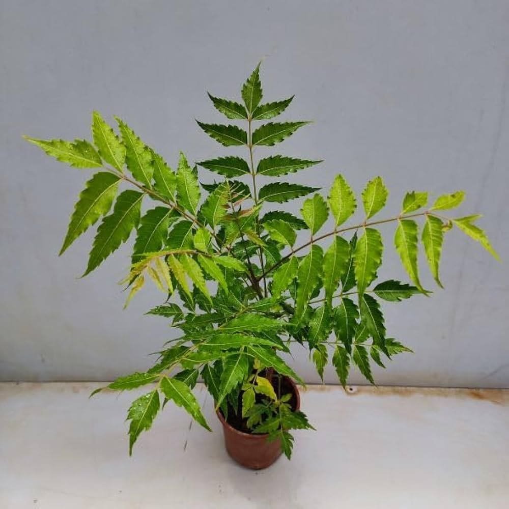 रबर प्लांट